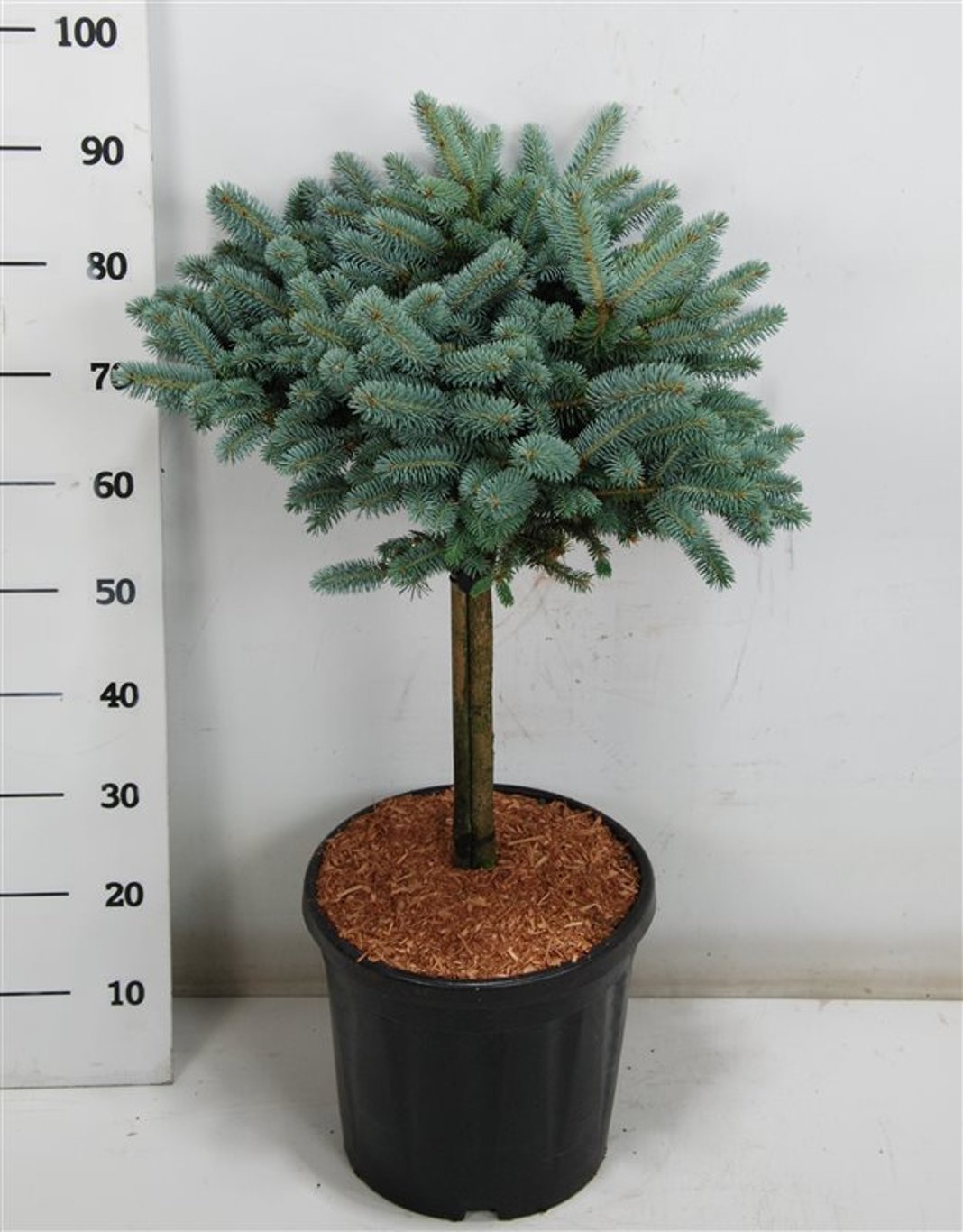 Picea pungens 'Glauca Globosa' - 40 CM Stem C20